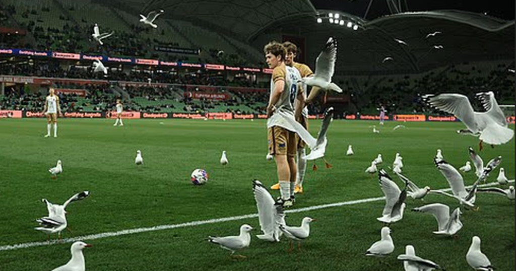 Melbourne Victory Ei Ms - [EN] Gaivotas em terra, tempestade no mar: invasão em Melbourne (vídeo)