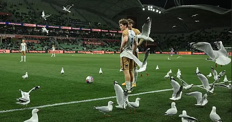 Melbourne Victory Ei Ms - [EN] Gaivotas em terra, tempestade no mar: invasão em Melbourne (vídeo)